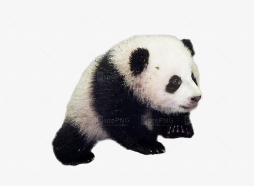 Download Transparent Panda Png Clipart Giant Panda - Bao Bao Panda, transparent png
