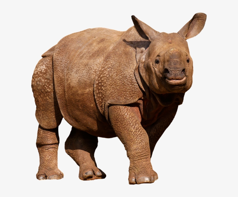 Animals, Wild Animals, Rhino, Panzer, Thick Skin - Zoo Animals Png White Background, transparent png