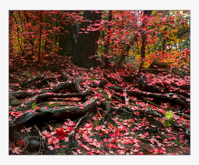 Fallen Leaves - Autumn, transparent png