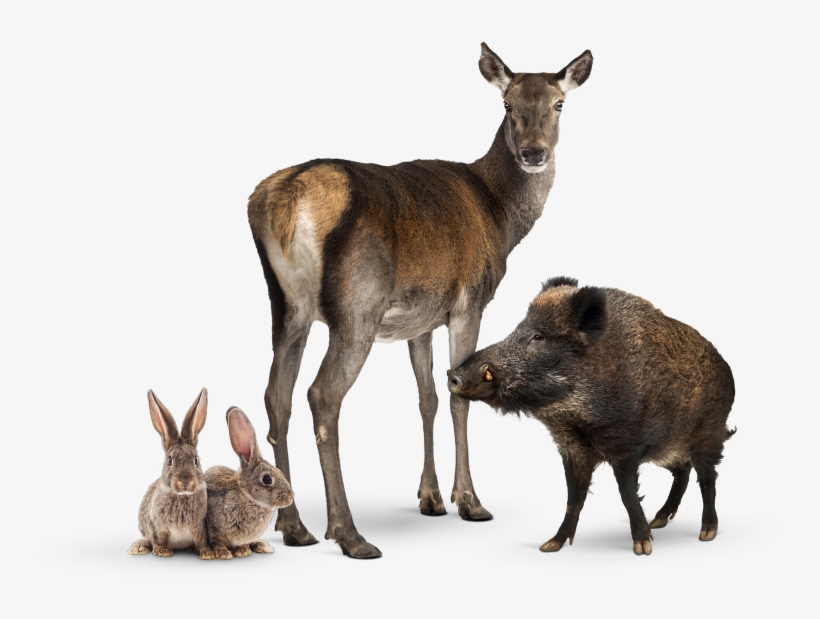 /after Sales/roadside Assistance/accident Breakdown - Domestic Rabbit, transparent png