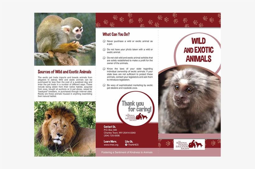 Wild And Exotic Animals - Puppy Mill, transparent png