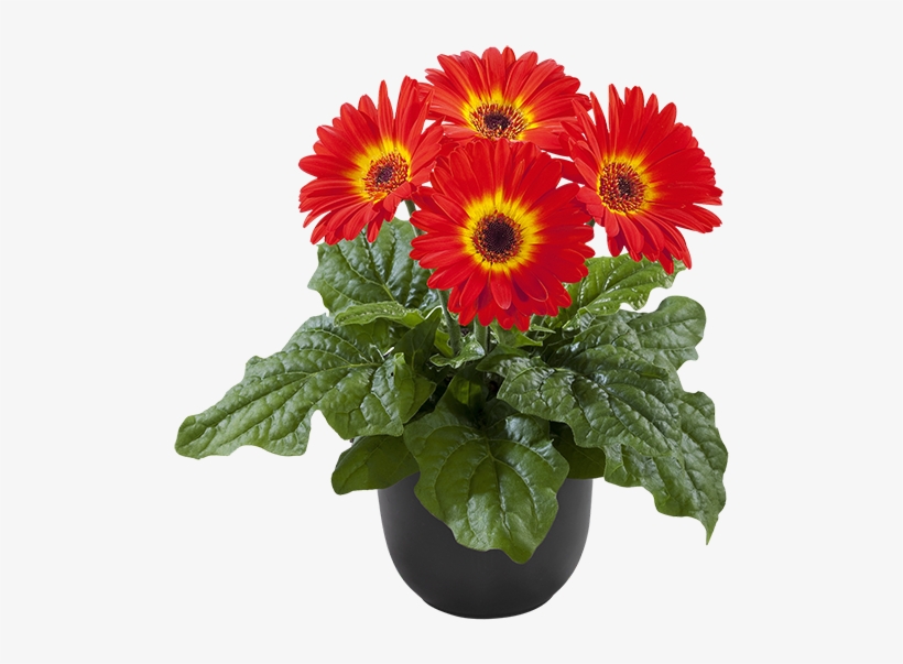 Dark Fireball Bc - Plants, transparent png