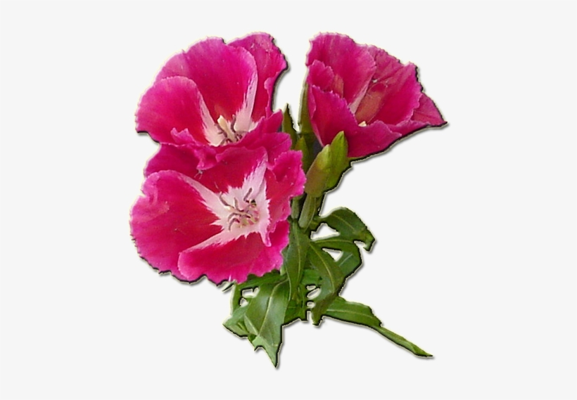 Dark Pink - Gilliflower, transparent png