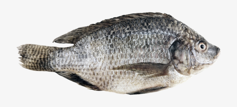 Tilapia - Тилапия Png, transparent png
