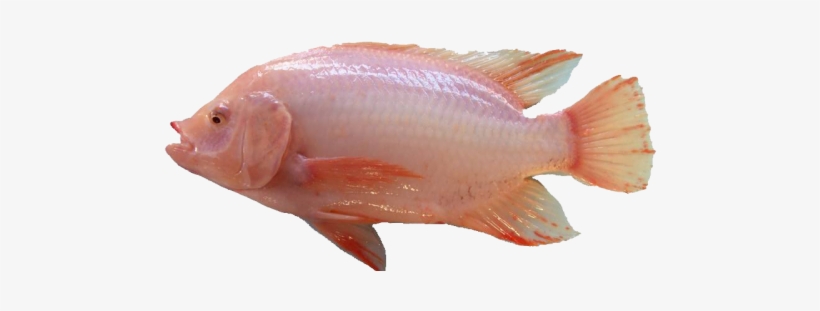 Tilapia Red, transparent png
