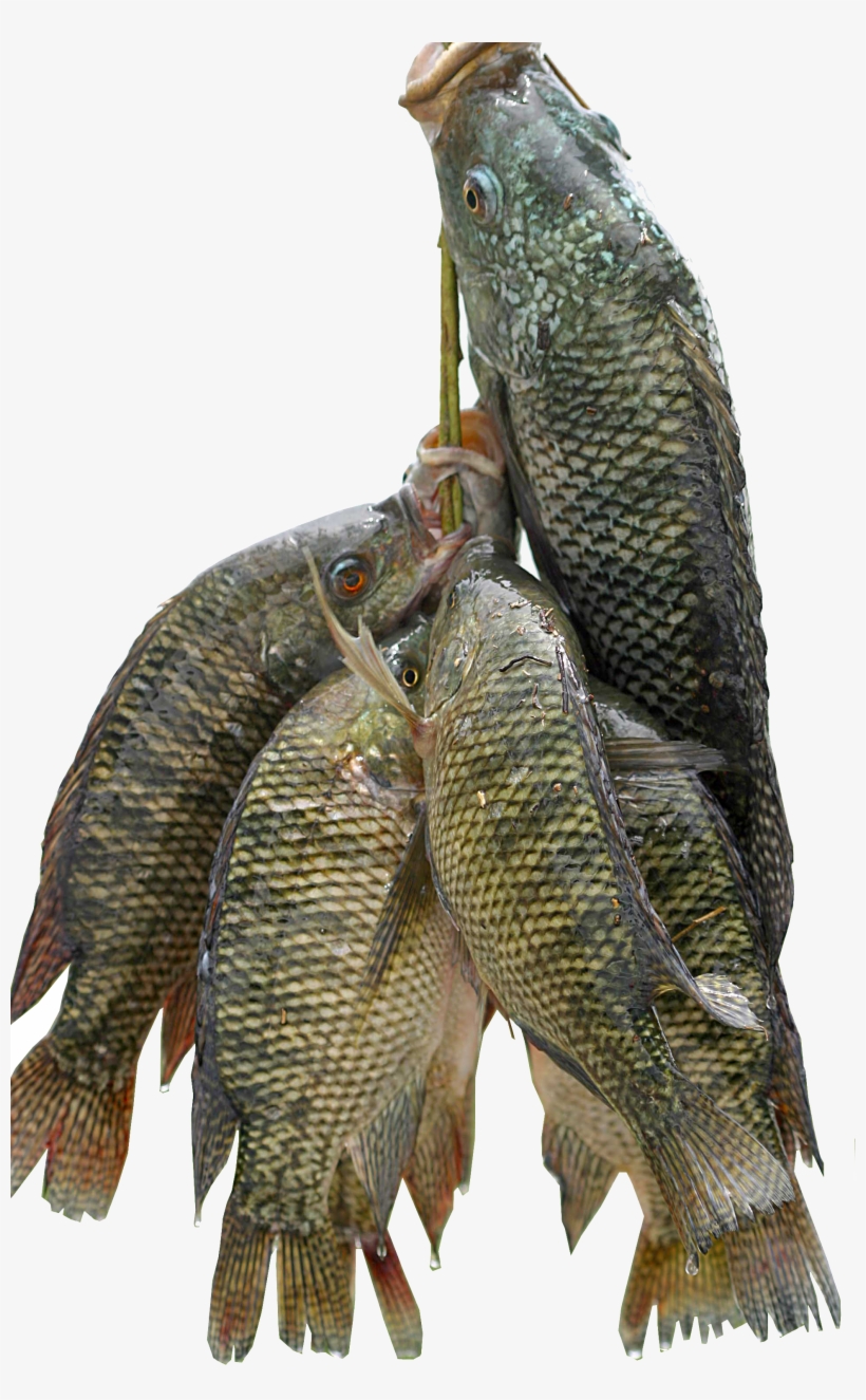 Fish For All - Mushi Fish In Kerala, transparent png