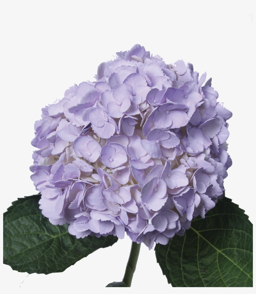 Tinted Dark Lavander, transparent png