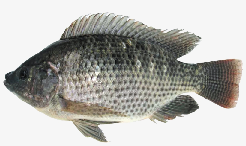 Tilapia Vidé Écaillé 450-600g, transparent png
