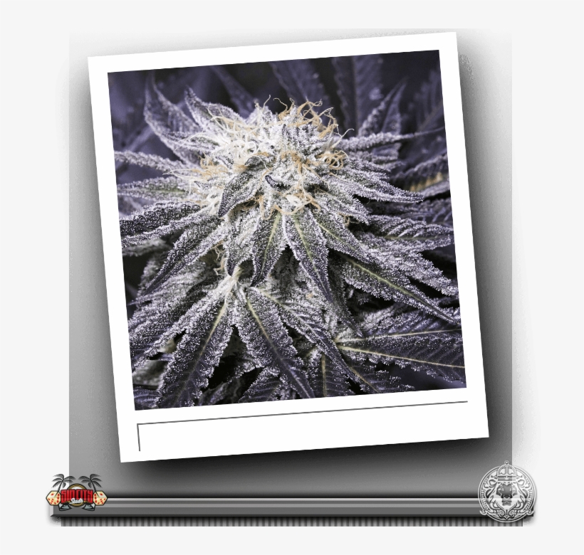 Regular Seeds - Seed, transparent png