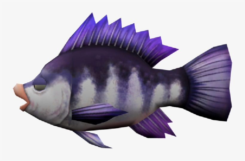 Download Zip Archive - Pomacentridae, transparent png