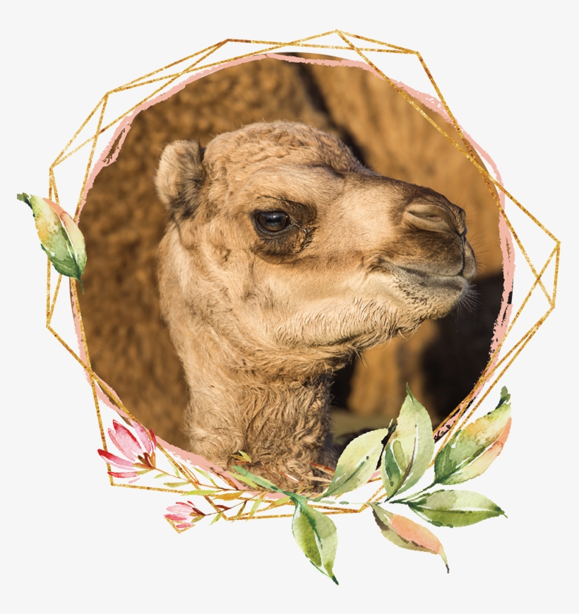 Some Of Our Family - Camel, transparent png