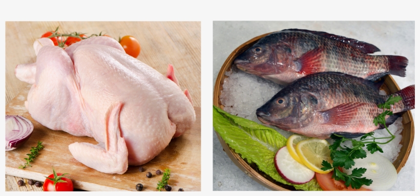 Banner 31 Rep2018 05 21t09 - Tilapia, transparent png