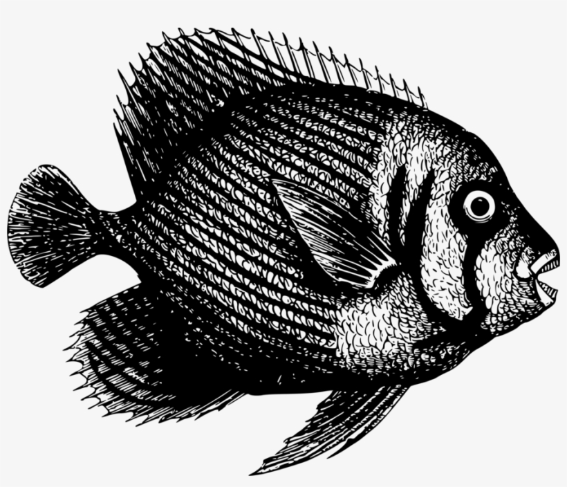 Nile Tilapia Fish Mozambique Tilapia Pampus Argenteus - Fish, transparent png