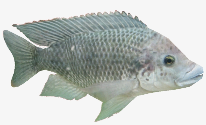 Tilapiaam - Carp, transparent png