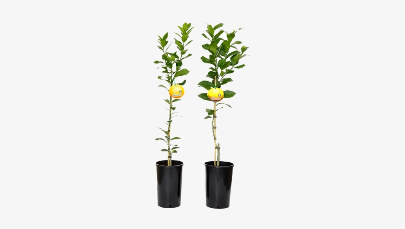 Core Citrus - Lemon Plant Png, transparent png