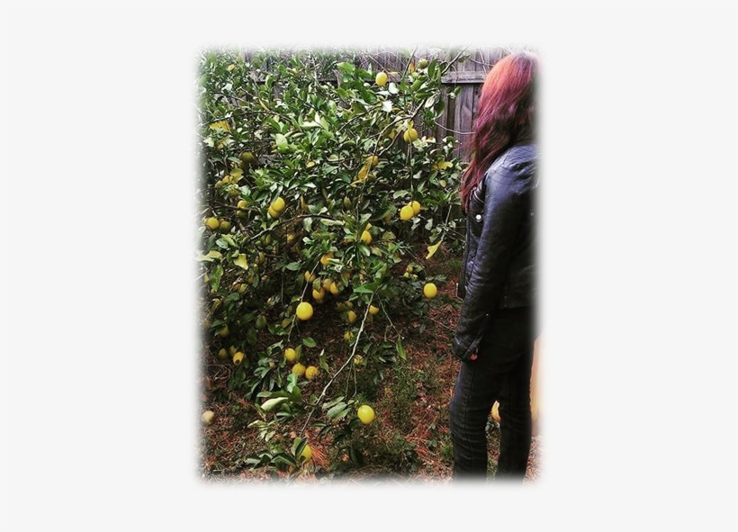This Is My Meyer Lemon Tree - Quince, transparent png