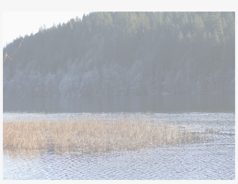 Classical Guitarist Deborah Anderson Makes Her Home - Freshwater Marsh, transparent png