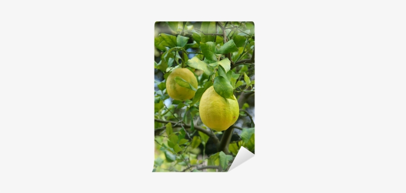 Lime, transparent png
