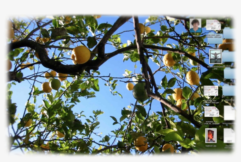 Jpeg 10 Aug 2013 - Citron, transparent png