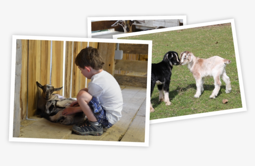 Gabby Goats - Goat, transparent png