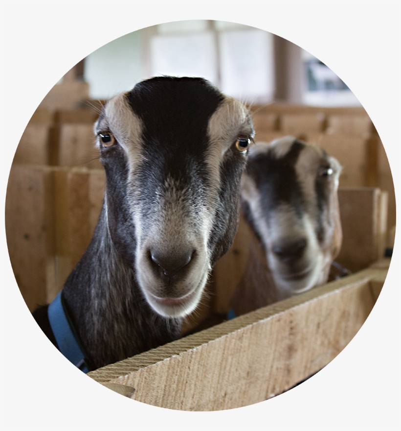 Lamancha Does - American Dairy Goat Association, transparent png