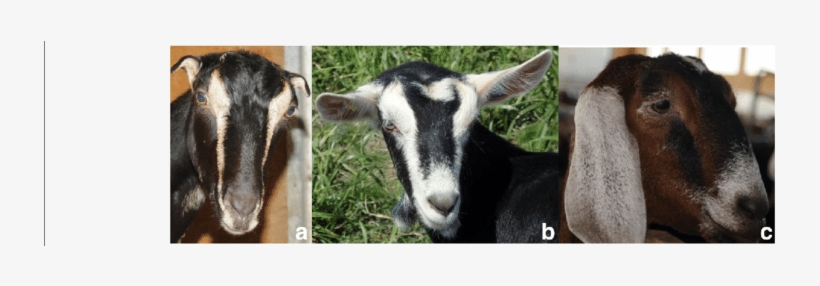 Goat Breeds With Different Ears Size - Goat, transparent png