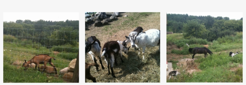 Picture - Sheep, transparent png
