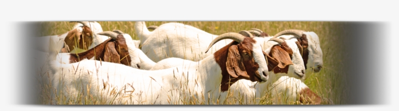 Goat, transparent png