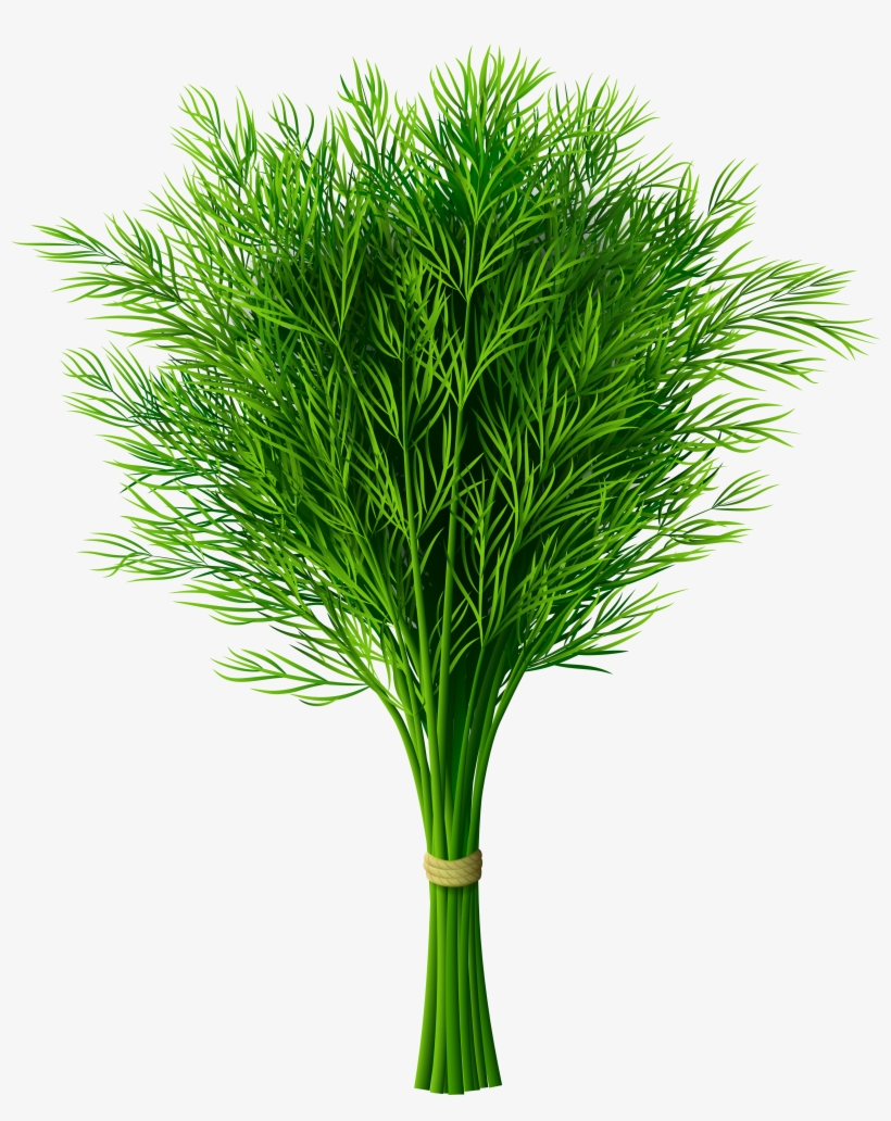 Source - Gallery - Yopriceville - Com - Report - Vegetable - Dill Cartoon Png, transparent png