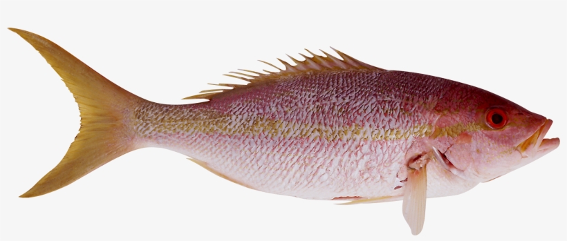 Fish Png, transparent png