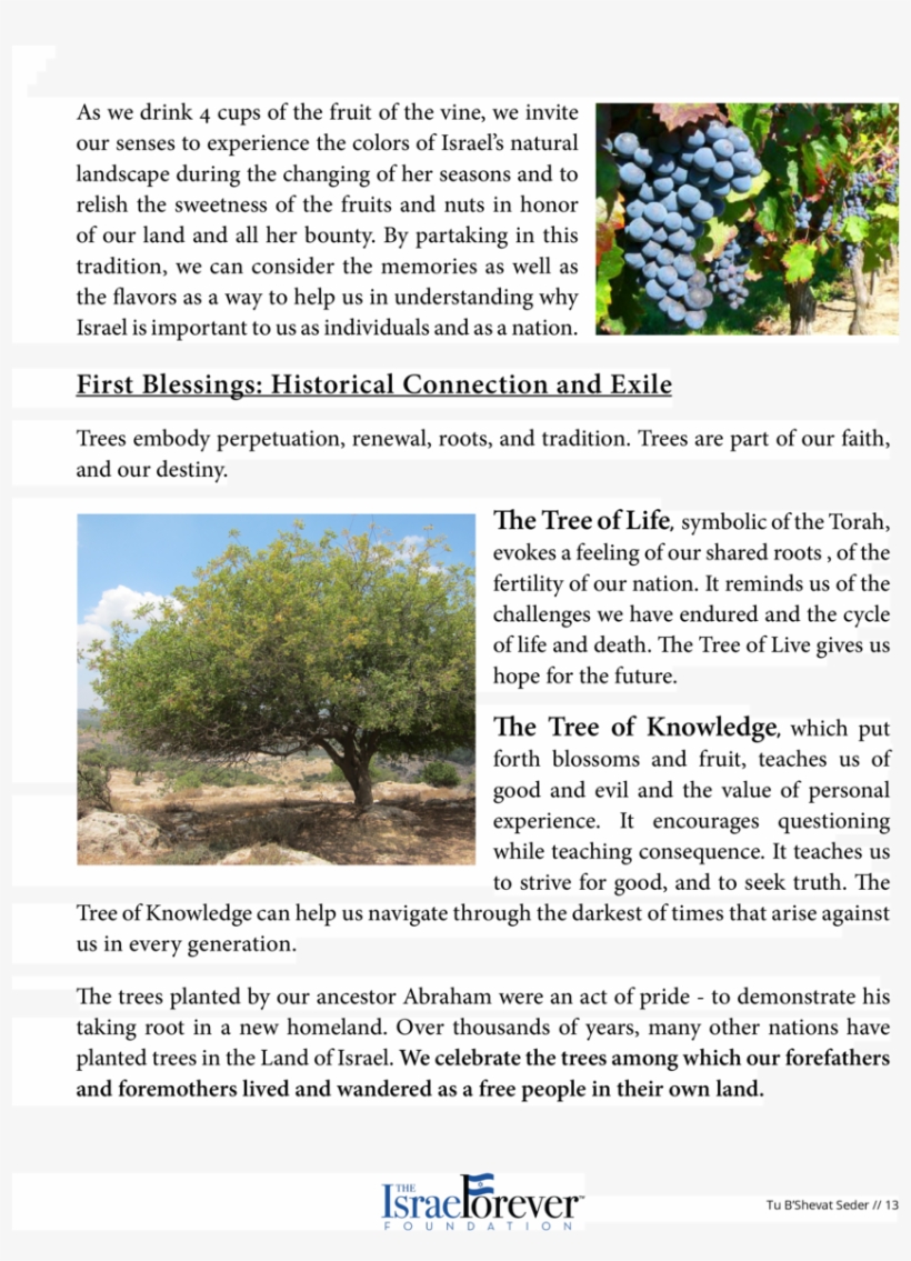 Shalom Everyone And Welcome Tu B Shevat Higiya, Chag - Tu Bishvat, transparent png
