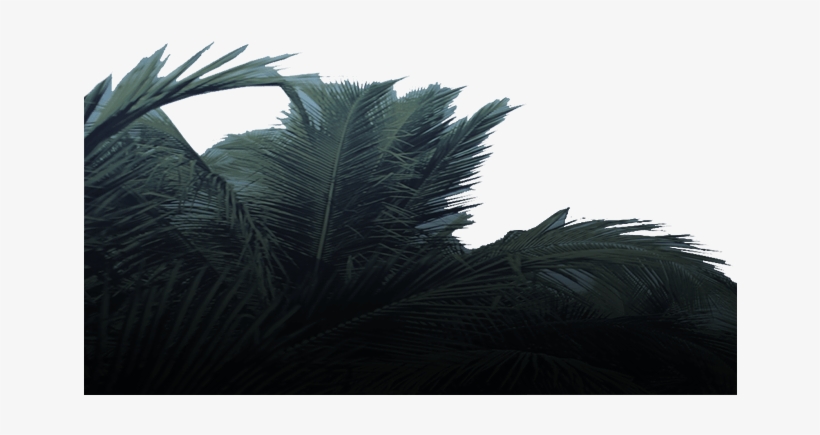 Must Uncover His Heritage, And Believe The Ancient - Attalea Speciosa, transparent png