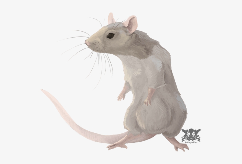 Horoscopo Chino 2016 La Rata Trabajo - Horóscopo Chino 2018 Rata, transparent png