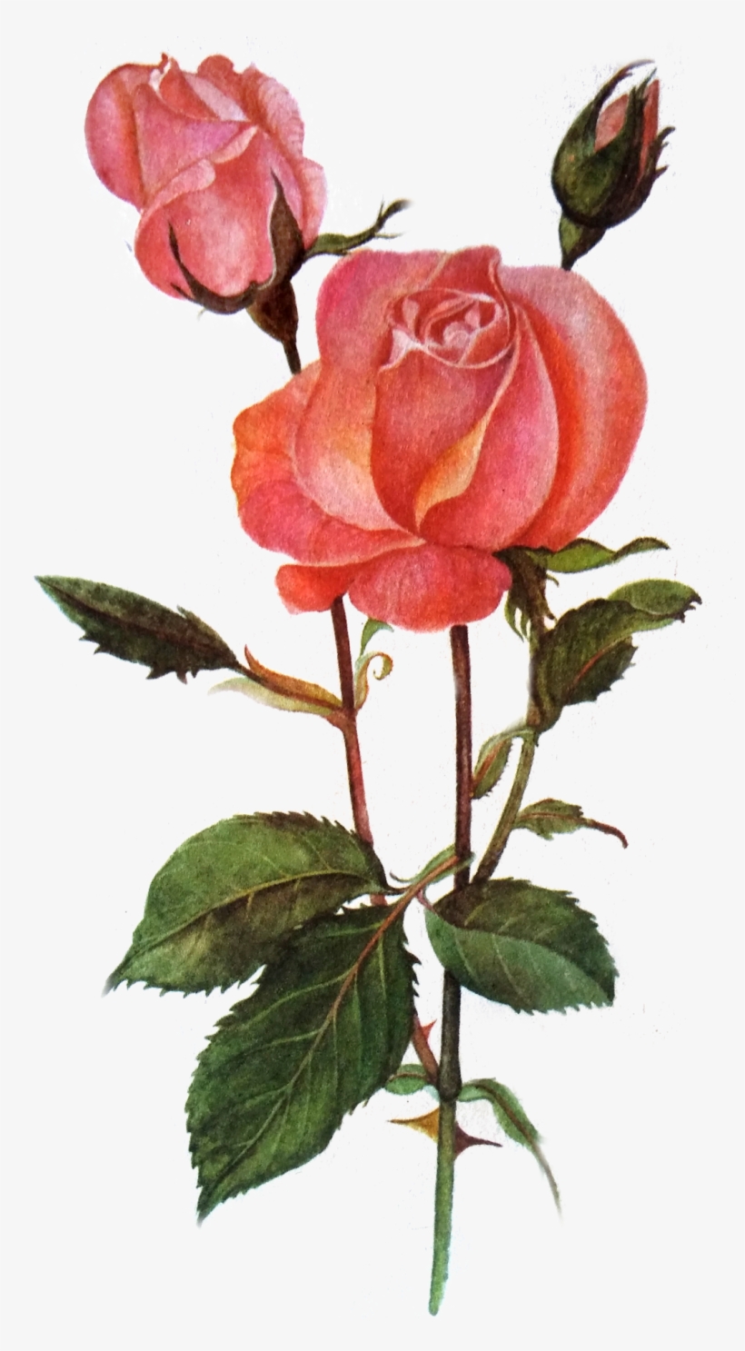 Good Morning, transparent png