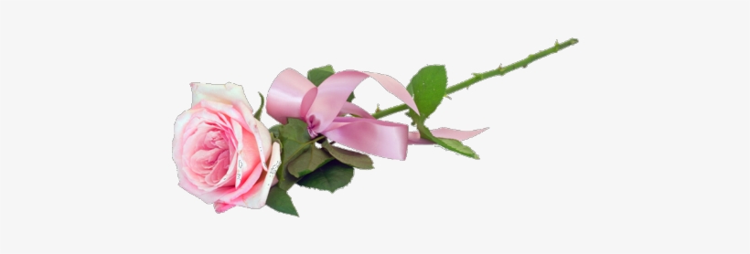 Wifi Transparent Tumblr Download - Rose Pink Tumblr Png, transparent png