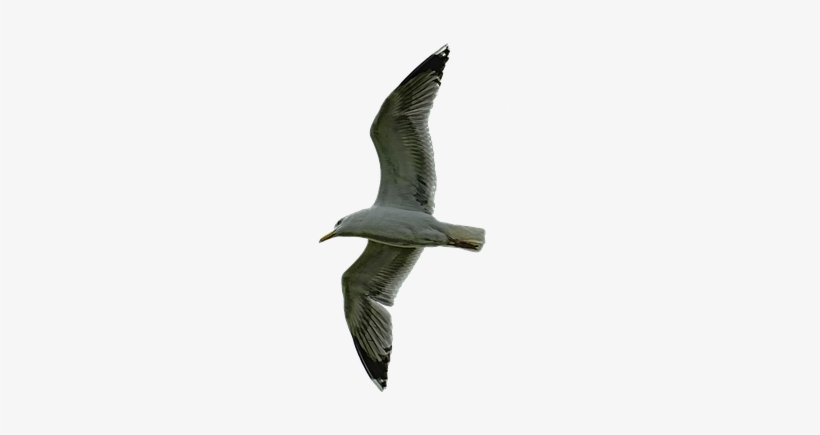 Nature, Sky, Bird, Seagull, Dramatic, Fly, Clouds - Laughing Gull, transparent png