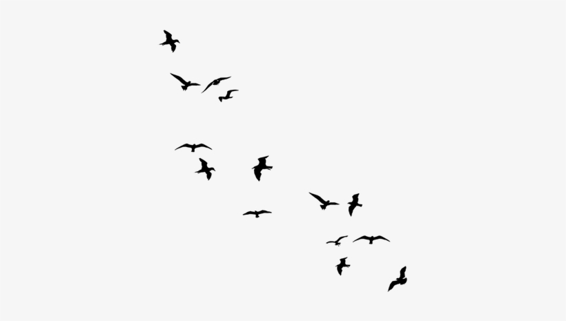 Stock Black Flying Birds By Jassy2012 On Deviantart - Flying Away Birds Silhouette, transparent png