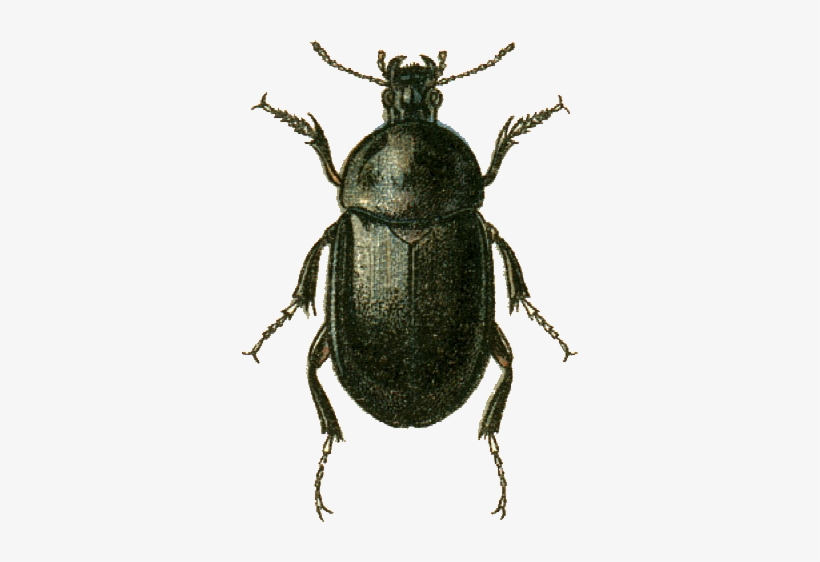 Ablattaria Cribrata Jacobson - Pangus Scaritides, transparent png