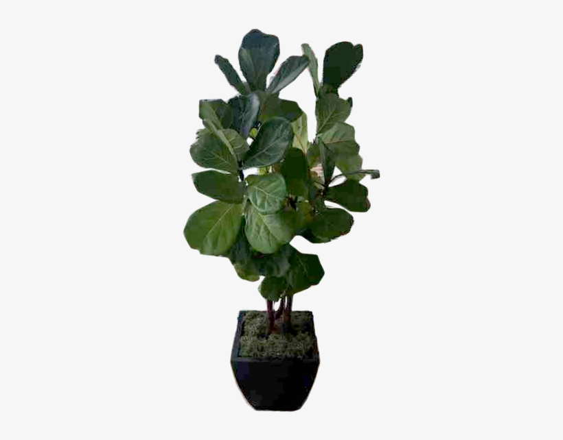 Bonsai, transparent png
