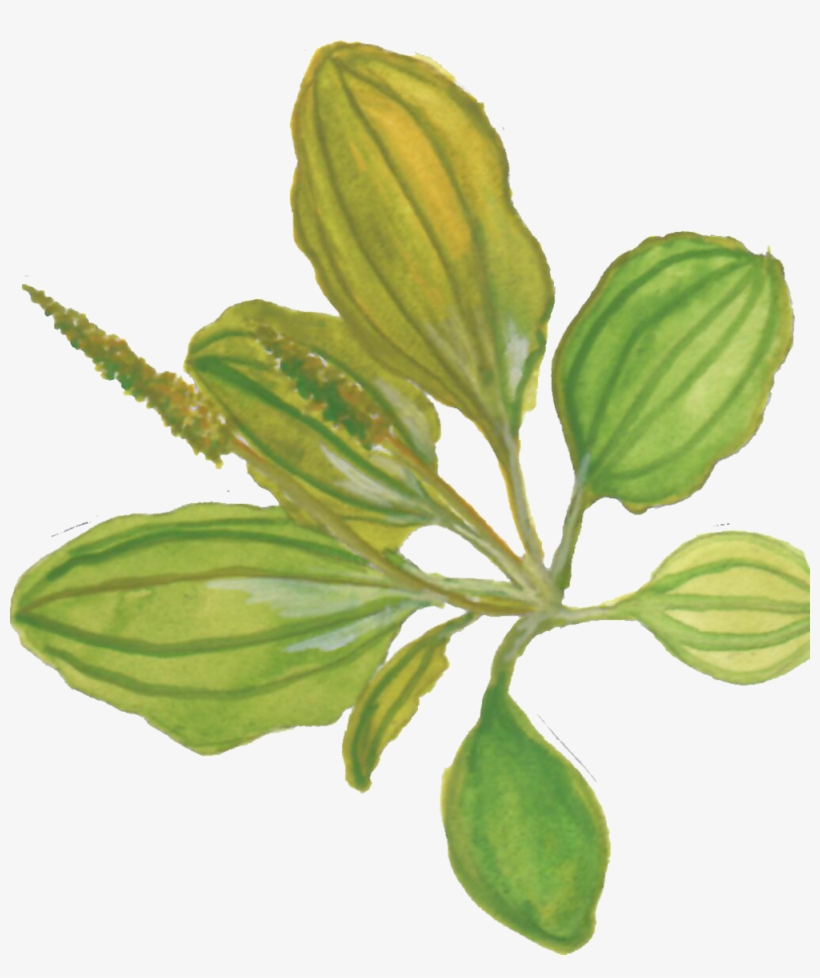 Plantain, transparent png