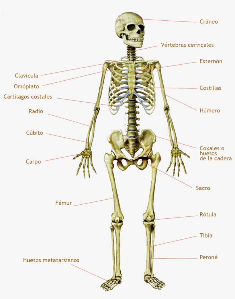 Los Huesos - Bone, transparent png