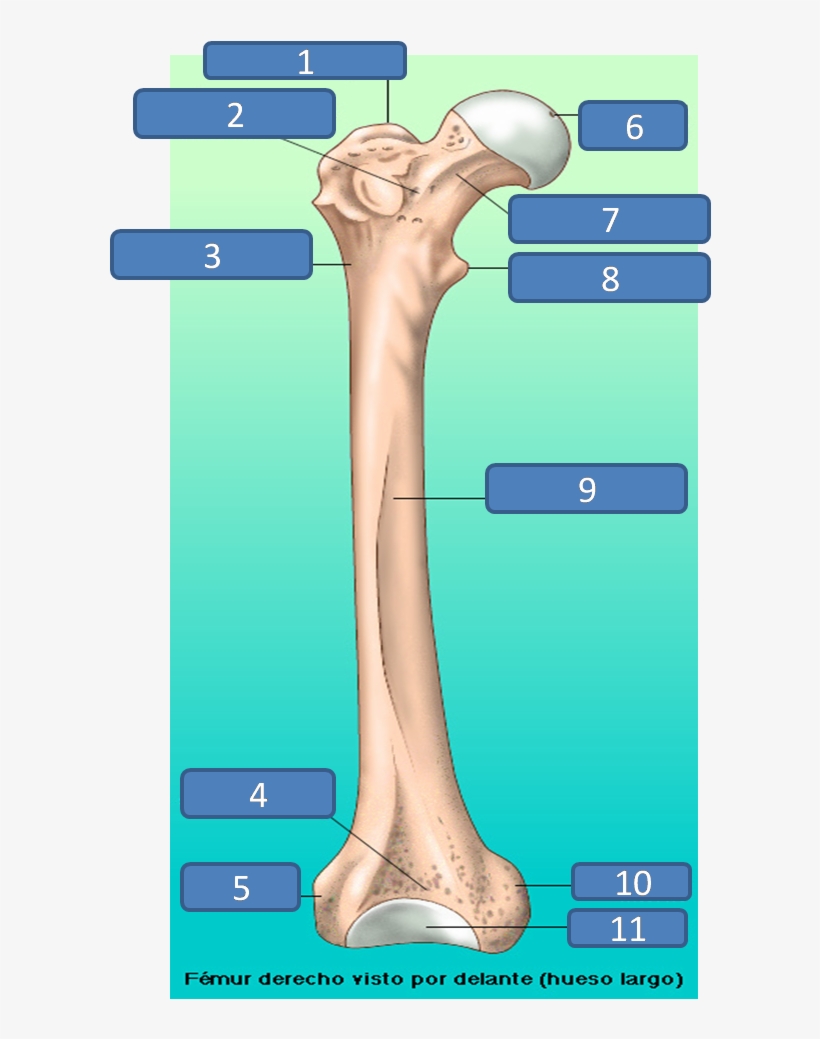 Estructura Del Femur, transparent png