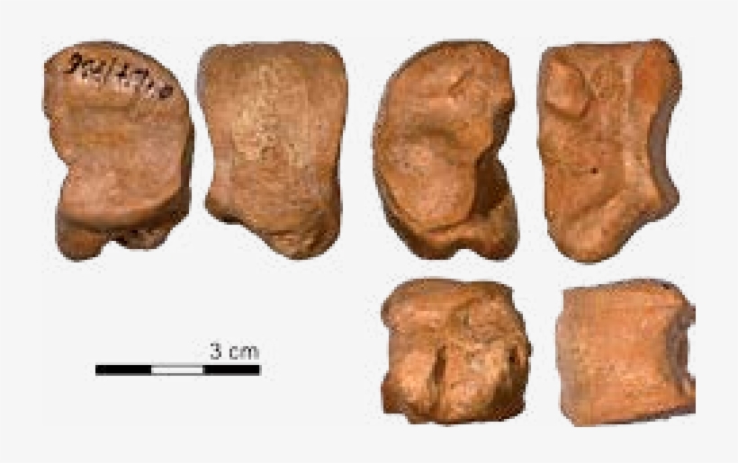 Caballo Salvaje - Huesos Del Carpo Png, transparent png