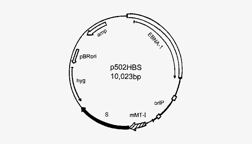 Scheme Of The P502hbs Vector - Circle, transparent png