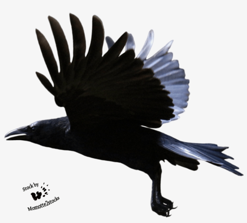 Flying Crow Transparent Background, transparent png