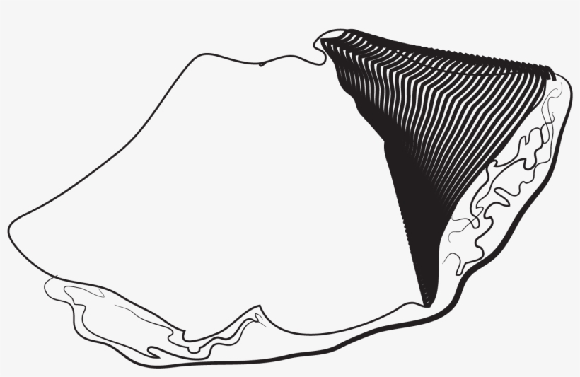 Nuevo Leon - Sketch, transparent png