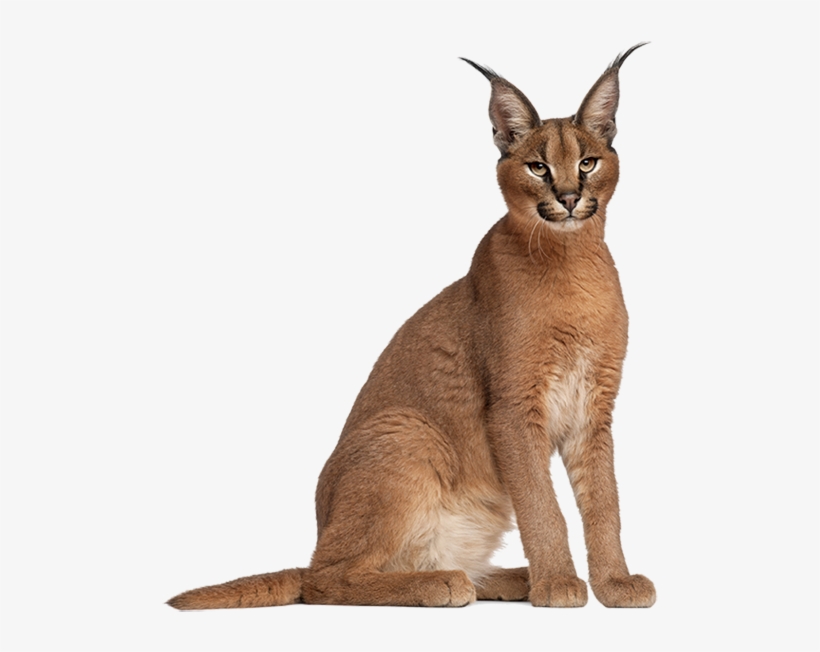 Caracal / Caracal / Caracal - Caracal Cat, transparent png