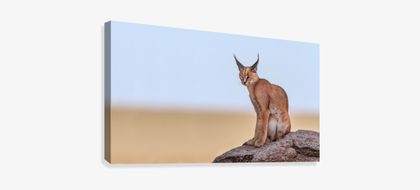 Caracal On Mars Canvas Print - Trademark Art 'caracal On Mars' Photographic Print, transparent png