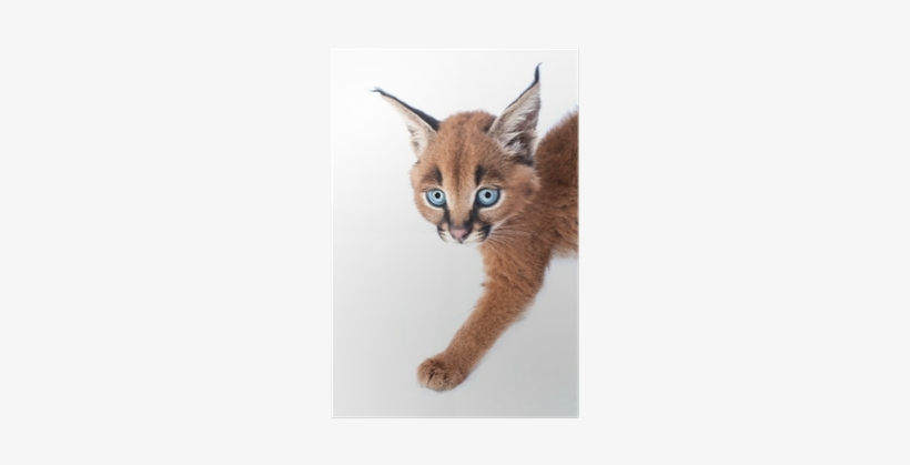 Caracal Baby Kitten On White Background Poster • Pixers® - Caracal Sur Fond Blanc, transparent png