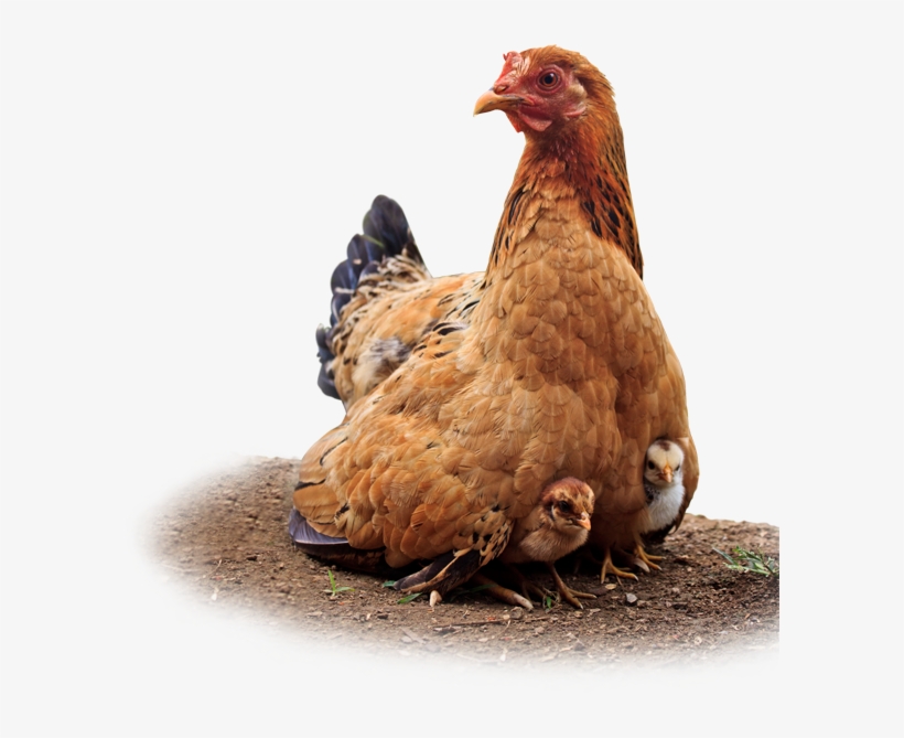 Huevos De Gallina Feliz - Chicken, transparent png
